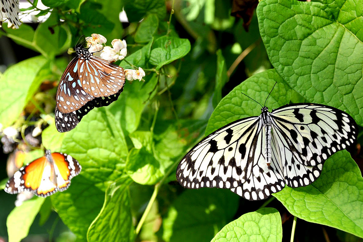 Bali Butterfly Park Indonesia Sirb Travel Tours