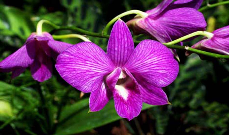 Taman Bunga Kuala Lumpur Malaysia - Sirb Travel & Tours