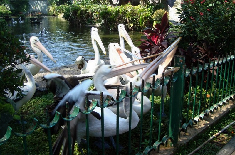 Taman Margasatwa Ragunan Jakarta Indonesia Sirb Travel Tours Taman Margasatwa Ragunan Jakarta Indonesia Sirb Travel Tours