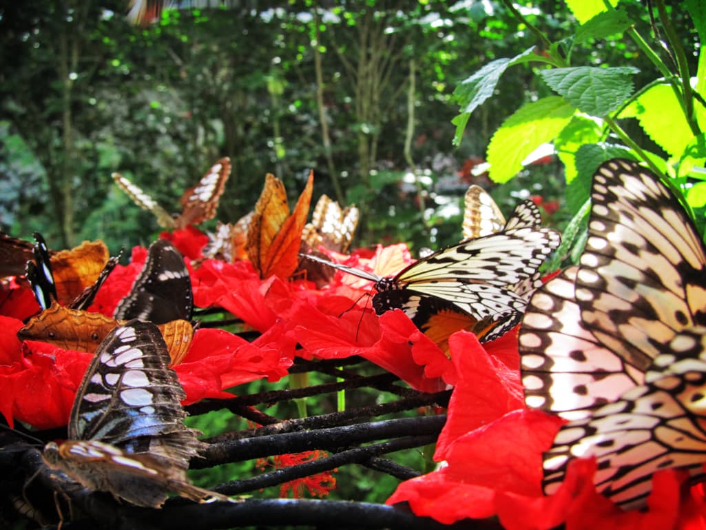 Entopia by Penang Butterfly Farm