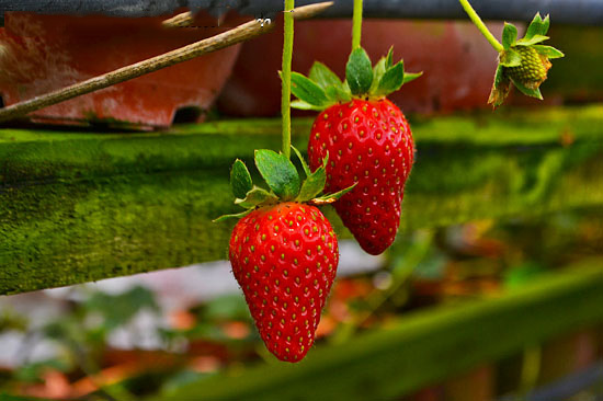 strawberry farm in cameron highland